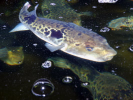 株式会社トキタ 様