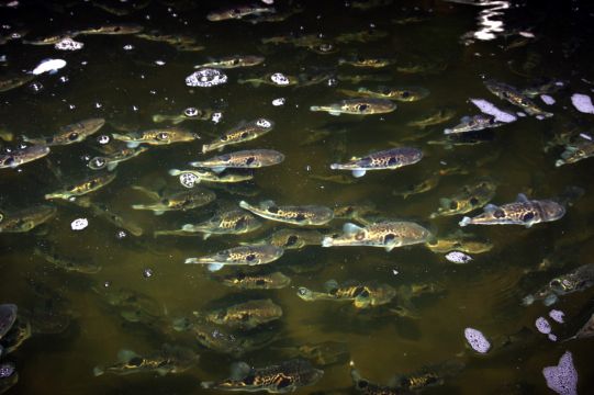 トラフグ水槽