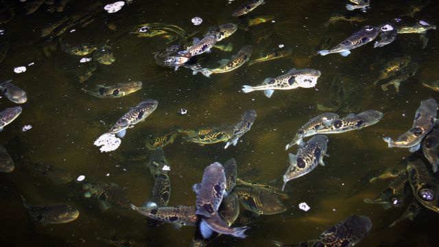 フグの養殖水槽