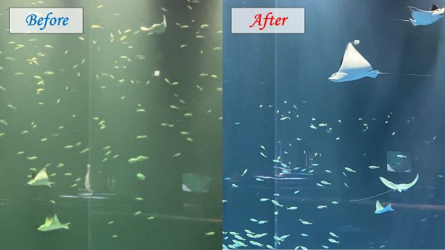 オゾン導入前後の水槽の色の変化