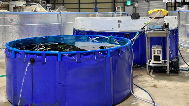 出荷水槽とオゾン浄化処理の様子