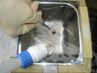 有機物をたらした窒化チタンを槽内で左右に振り洗浄する。（写真）